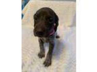 German Shorthaired Pointer Puppy for sale in Stella, NC, USA