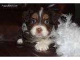 Miniature Australian Shepherd Puppy for sale in Wheelersburg, OH, USA