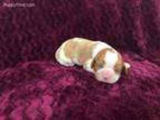 Cavalier King Charles Spaniel Puppy for sale in Virginia, MN, USA