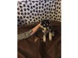 Alaskan Klee Kai Puppy for sale in Killeen, TX, USA