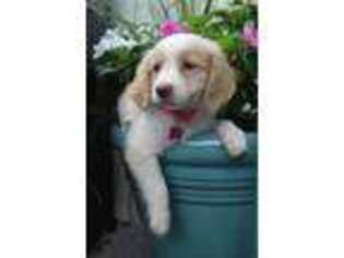Goldendoodle Puppy for sale in Louisa, VA, USA