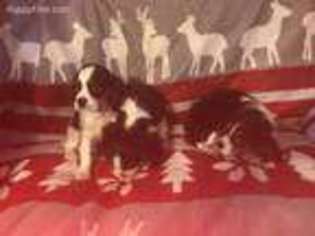 Cavalier King Charles Spaniel Puppy for sale in Cottageville, SC, USA