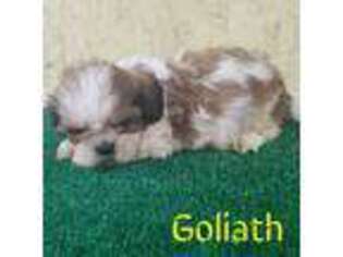 Mal-Shi Puppy for sale in Darien, IL, USA