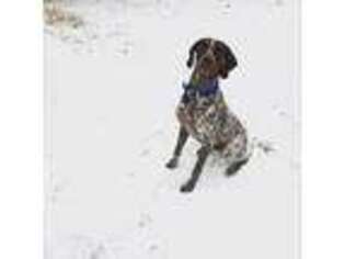 German Shorthaired Pointer Puppy for sale in Readyville, TN, USA