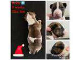 Bull Terrier Puppy for sale in Zeeland, MI, USA