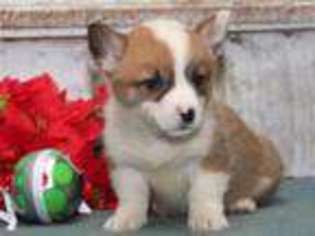 Pembroke Welsh Corgi Puppy for sale in Los Angeles, CA, USA