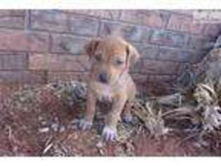 Rhodesian Ridgeback Puppy for sale in Stillwater, OK, USA