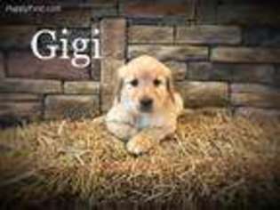 Golden Retriever Puppy for sale in Centerview, MO, USA