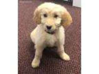Goldendoodle Puppy for sale in Cranbury, NJ, USA
