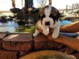 Saint Bernard Puppy for sale in Great Bend, KS, USA