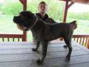 Cane Corso Puppy for sale in Kinderhook, IL, USA