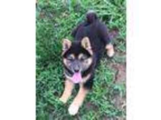 Shiba Inu Puppy for sale in Boonville, MO, USA