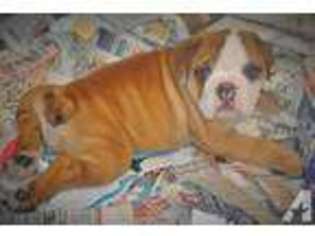 Bulldog Puppy for sale in MALVERN, OH, USA
