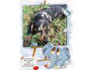 Dachshund Puppy for sale in Columbia, MO, USA