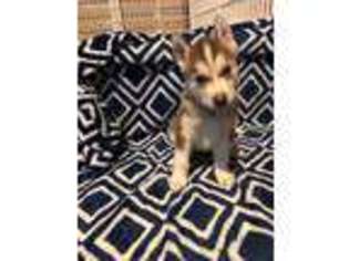 Siberian Husky Puppy for sale in Mission Viejo, CA, USA