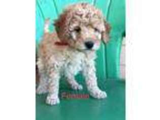 Labradoodle Puppy for sale in Bonners Ferry, ID, USA