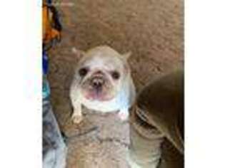 French Bulldog Puppy for sale in Durango, CO, USA