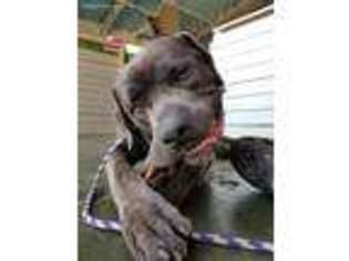 Cane Corso Puppy for sale in Northbrook, IL, USA