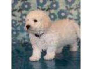 Bichon Frise Puppy for sale in Derwood, MD, USA