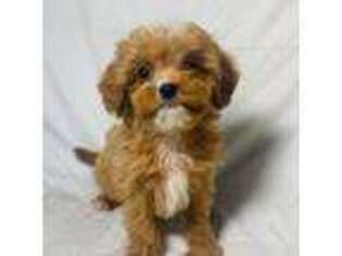 Cavapoo Puppy for sale in Terrell, TX, USA