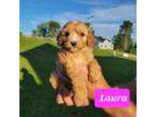 Cavapoo Puppy for sale in Sherman, NY, USA