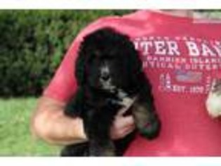 Bernese Mountain Dog Puppy for sale in Winchester, VA, USA