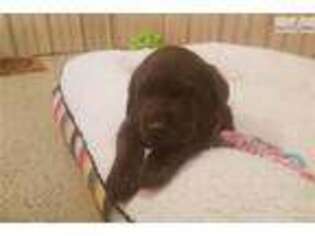 Labrador Retriever Puppy for sale in State College, PA, USA