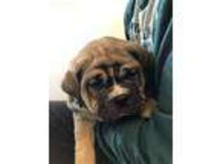 Medium Photo #1 Cane Corso Puppy For Sale in Gap, PA, USA