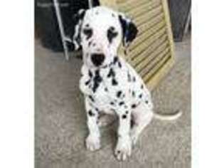 Dalmatian Puppy for sale in Beach City, OH, USA
