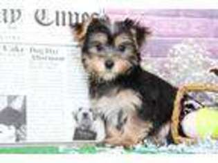 Yorkshire Terrier Puppy for sale in Abingdon, MD, USA