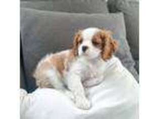 Cavalier King Charles Spaniel Puppy for sale in Macomb, MI, USA