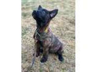 Dutch Shepherd Dog Puppy for sale in Summerville, SC, USA