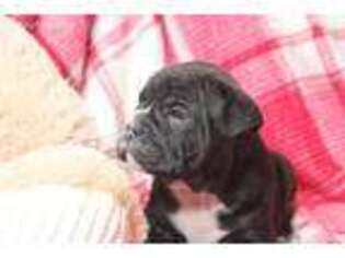 Olde English Bulldogge Puppy for sale in Apple Creek, OH, USA