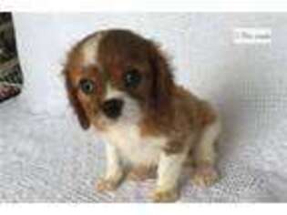 Cavalier King Charles Spaniel Puppy for sale in Bloomington, IN, USA