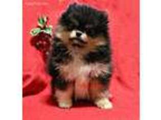 Pomeranian Puppy for sale in Eau Claire, MI, USA