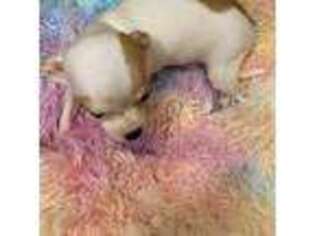 Chihuahua Puppy for sale in Linden, NJ, USA