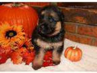 German Shepherd Dog Puppy for sale in Union, MI, USA