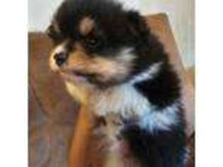 Pomeranian Puppy for sale in Riesel, TX, USA