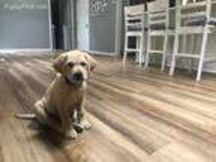 Labrador Retriever Puppy for sale in Sandy, OR, USA