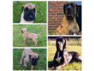 Great Dane Puppy for sale in Picayune, MS, USA