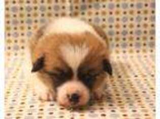 Pembroke Welsh Corgi Puppy for sale in Lenapah, OK, USA
