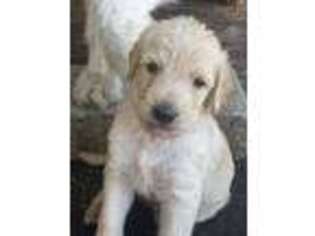 Labradoodle Puppy for sale in San Andreas, CA, USA
