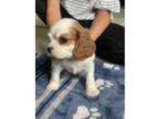 Cavalier King Charles Spaniel Puppy for sale in Medford, OR, USA
