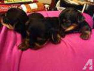 Yorkshire Terrier Puppy for sale in UNION, NJ, USA