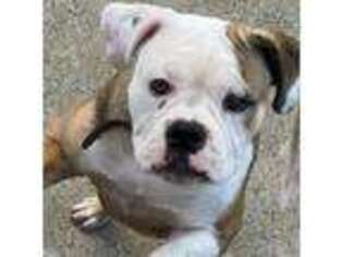 Olde English Bulldogge Puppy for sale in Staten Island, NY, USA
