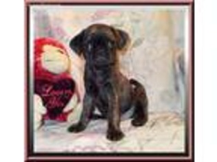 Pug Puppy for sale in Marianna, FL, USA