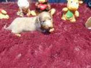 Dachshund Puppy for sale in Jefferson City, MO, USA