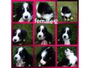 Bernese Mountain Dog Puppy for sale in Reading, MI, USA
