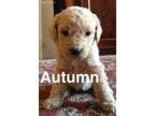 Goldendoodle Puppy for sale in Boerne, TX, USA