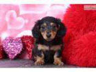 Dachshund Puppy for sale in Baltimore, MD, USA